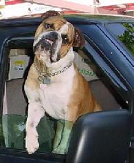 BUSTER